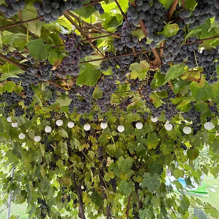 Baba's House 度假居